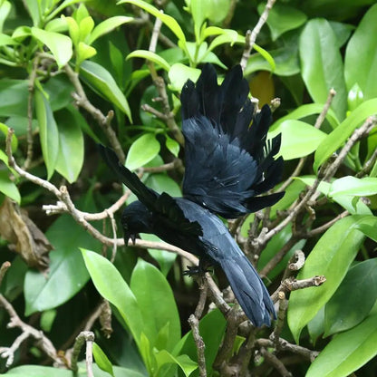 Halloween Decoracion Simulation Black Crow Raven Bird Repellent Pest Control Pigeon Repellent Event Party Bar Decoration Ease Works